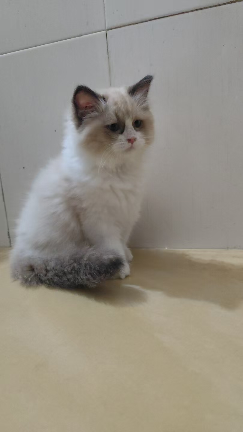 新脸版布偶妹妹找主人，一针一驱，标价出